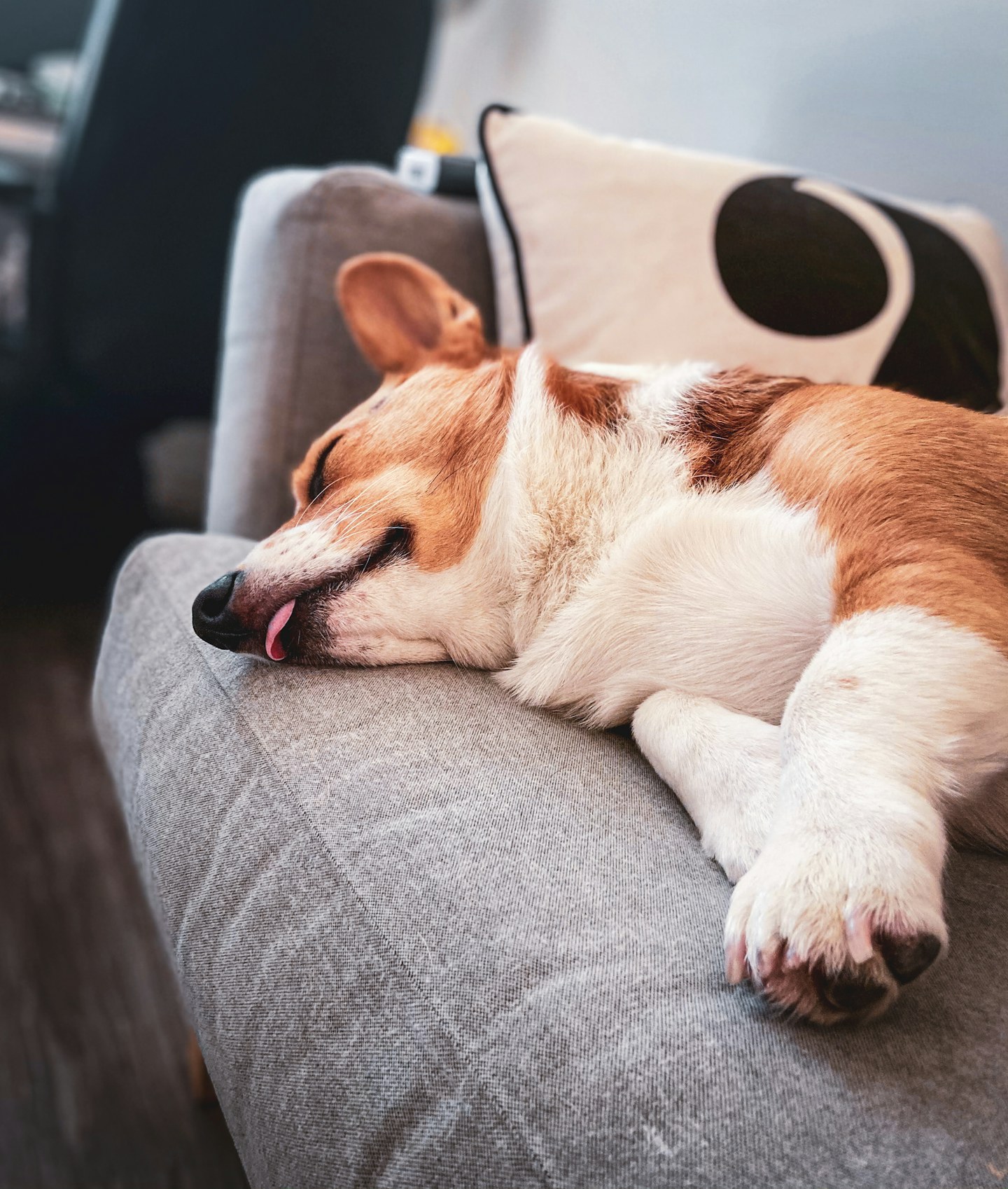 A brown and white dog resting on a gray sofa with cushions.